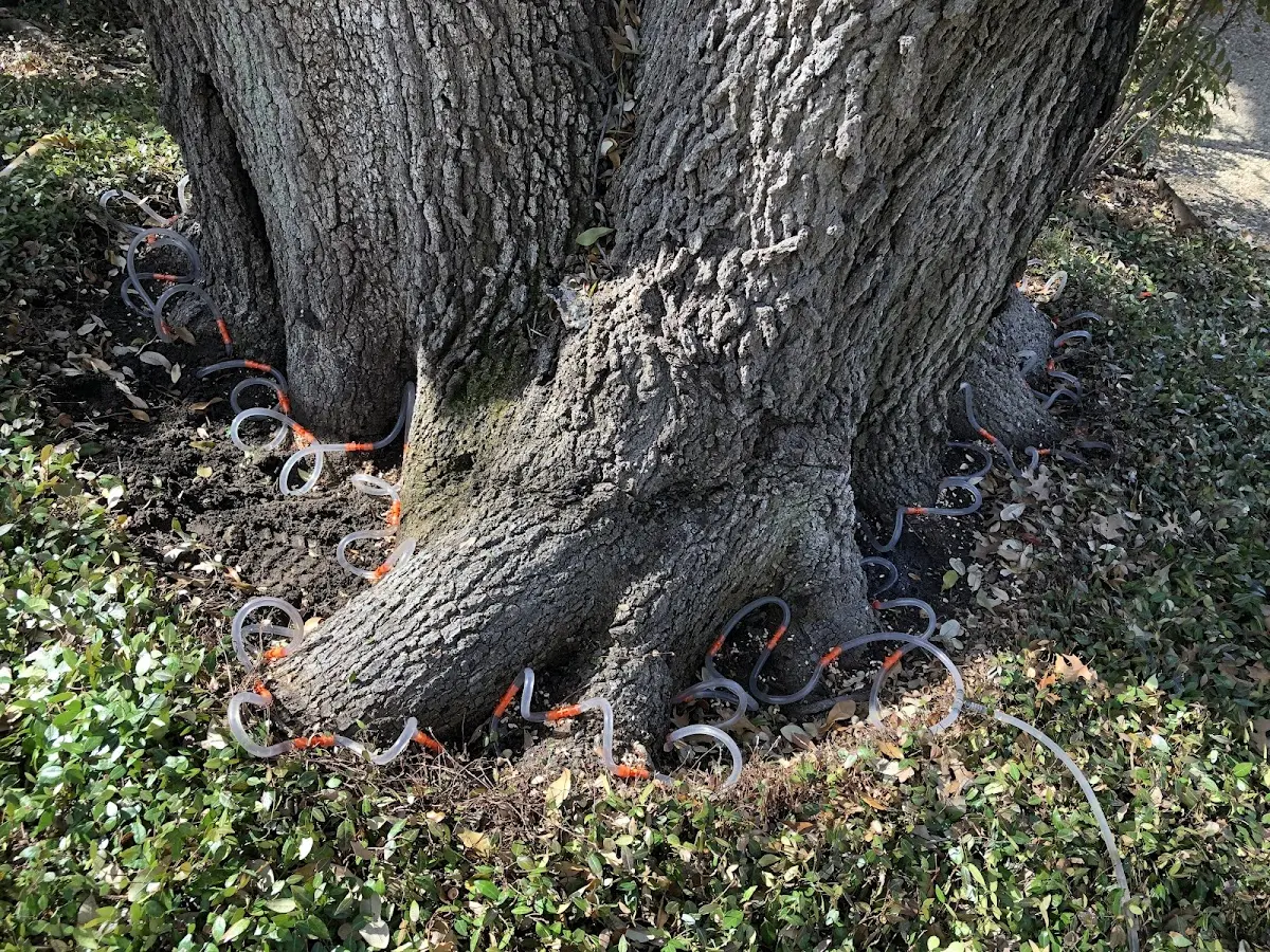 Detailed Tree Cabling and Bracing job site in Tippecanoe